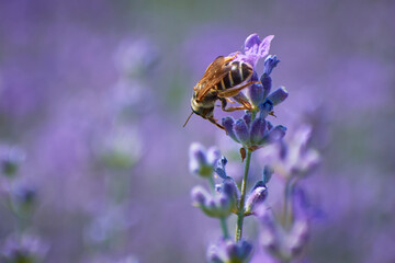 bee collecting pollen from lavender flower 1