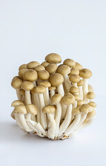 Shimeji mushrooms on white.