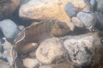 Bluebreast darter in river