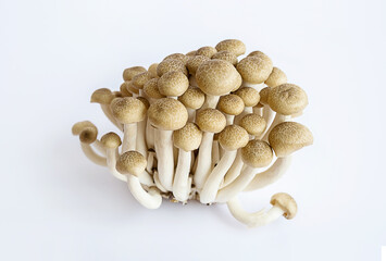 Shimeji mushrooms on white.
