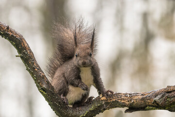 schwarzes Eichhörnchen auf Ast sitzend