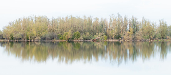 typical trees and shrubs in floodplain areas with high water in the Netherlands