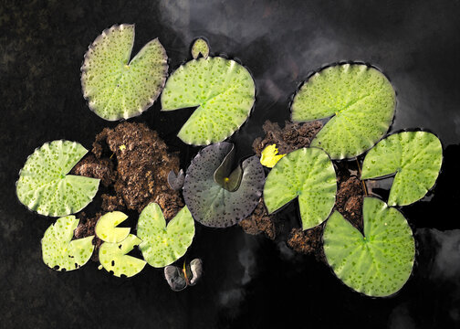 leaves of waterlilies on dark water looking like a family of pac-man