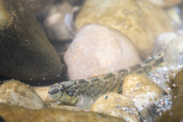Female banned darter in river bottom