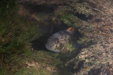 Greenside darter in river