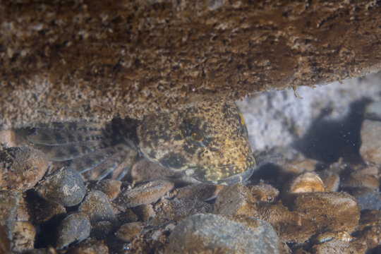 Northern mottled sculpin in river bottom 