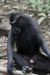 Yaki or Sulawesi Black Monkey (Macaca nigra) with cute and adorable behavior in a conservation area.