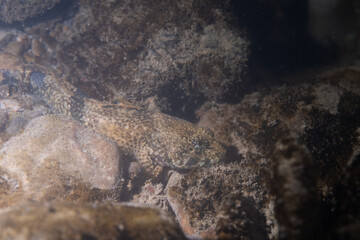 Northern mottled sculpin in river bottom 