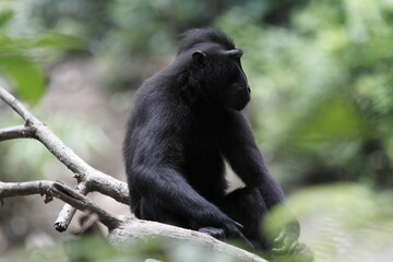 Yaki or Sulawesi Black Monkey (Macaca nigra) with cute and adorable behavior in a conservation area.
