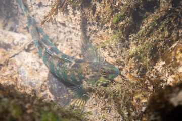 Banded darter in river bottom 