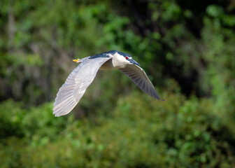 Black-crowned Night-Heron in flight along the Shadow Creek Ranch Nature Trail in Pearland, Texas