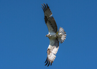Osprey in flight over the Shadow Creek Ranch Nature Trail in Pearland, Texas