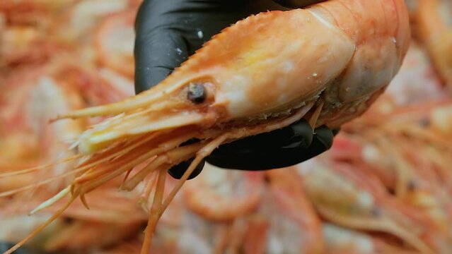 Close-up of a far eastern botan shrimp.