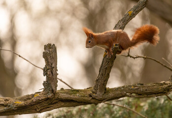 rotes Eichhörnchen auf Ast sitzend