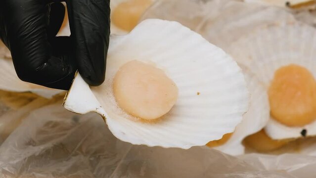Close-up of a far eastern scallop.