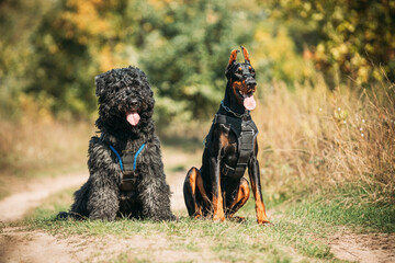 Beautiful Dobermann dog and Bouvier des Flandres dog funny sitting together outdoor in countryside...