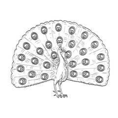 Comics style drawing or illustration of a peacock, Indian peafowl, common peafowl or blue peafowl with fan like tail of skull viewed from front on isolated background in black and white retro style.
