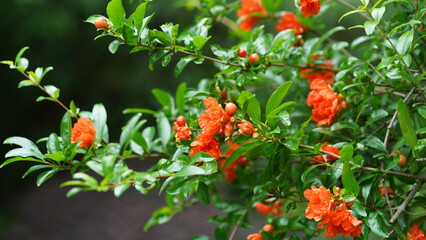 The beautiful flowers blooming in the garden in spring with the warm sunlight