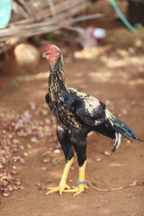 Indian breed fighting rooster or cock in garden