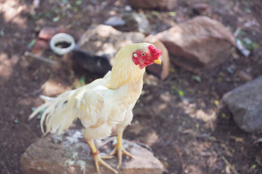Indian breed fighting rooster or cock in garden	
