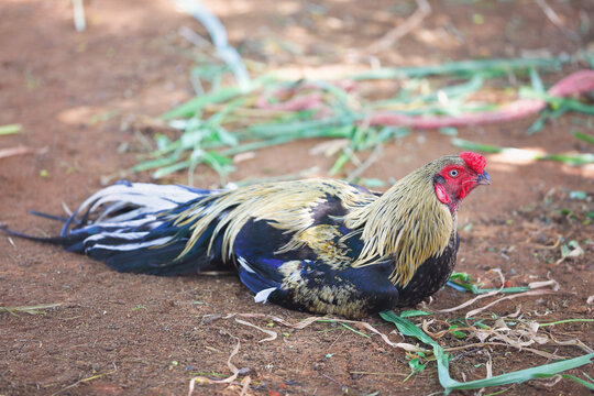 Indian breed fighting rooster or cock in garden