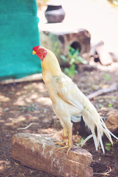 Indian breed fighting rooster or cock in garden	
