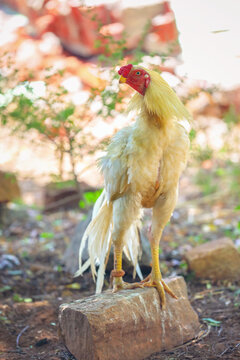 Indian breed fighting rooster or cock in garden