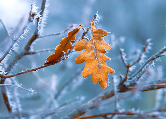 frozen oak twig