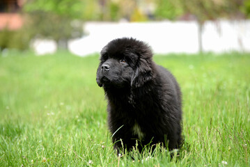 Newfoundland dog breed in an outdoor. Big   Rescue dog. Show breed of dog