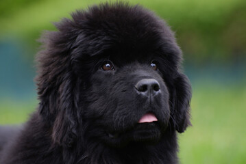 Fototapeta premium Newfoundland dog breed in an outdoor. Big Rescue dog. Show breed of dog