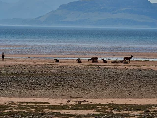 Tuinposter group of watchful roe deer gathered at beach of Applecross. © Jens