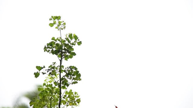 The top of Polyscias plant swayed with the wind. on a white background