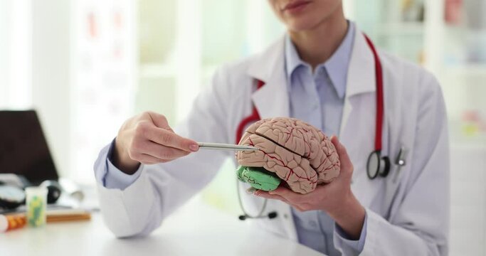 Doctor points pen to parts of realistic brain model in hand sitting at table in clinic. Specialist explains structure of human brain on model slow motion