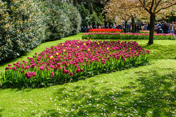 Tulipani e fiori nel Parco Keukenhof, Lisse, Amsterdam, Olanda