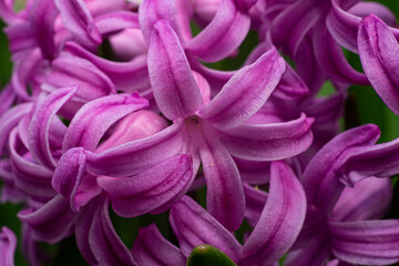 Hyacinth flower. Close-up view of white hyacinth flowers
