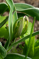 Obraz premium Pterostylis nutans - Nodding Greenhood or Parrot's Beak Orchid