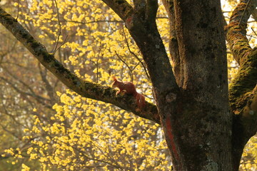 Obraz premium squirrel in spring
