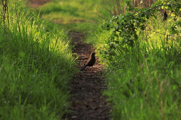 bird on grass