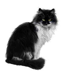 Black and white cat sitting on a white background.