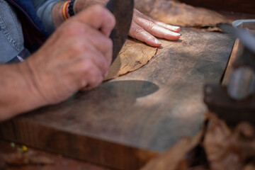 Process of making traditional cigars from tobacco leaves with your hands using a hand device. Tobacco leaves for making cigars. Close up of hands making cigars.