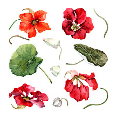 Floral set with bright nasturtium summer flowers, buds, green leaves. Clip-art with isolated elements on a white background. Hand drawn watercolor illustration for cards, banner, print, invitations.