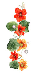 Summer vertical flower arrangement of flowering plants. Curly garden liana with bright nasturtium flowers, buds, green leaves. Hand drawn watercolor illustration white background for cards, wedding.