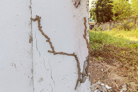 Damaged walls due to termite destruction.