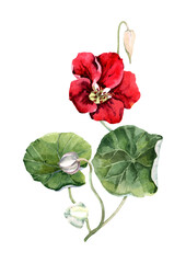 Summer nasturtium flower. Blooming liana with red flowers, green leaves. Climbing garden plant with bright flowers. Hand drawn watercolor illustration white background for card design, print, poster.