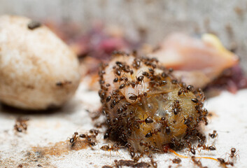 Crowds of ants are gnawing and tearing up carcasses for food. A colony of worker ants looking for food Climb on carcasses to gnaw.