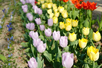 Spring Season Landscape with Colorful Tulips - チューリップ 花壇 春の景色