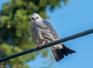 Mississippi Kite Perched on Wire in Kansas