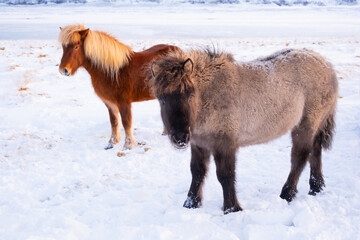 Horses In Winter. Rural Animals in Snow Covered Meadow. Pure Nature in Iceland. Frozen North Landscape. Icelandic Horse is a Breed of Horse Developed in Iceland. 