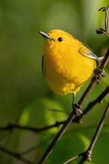 Prothonotary Warbler