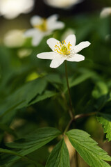 First spring white flowers in the forest